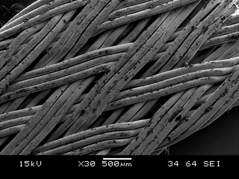 Illustration for article titled Photos of the Amazing and Gruesome World Under a Microscope